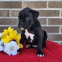 Jake, a male Boxer for sale in Grabill, IN – 1 of 6