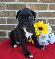 Jake, a male Boxer for sale in Grabill, IN – 5 of 6