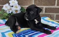 Blacky girl, a female Boxer for sale in Grabill, IN – 3 of 4