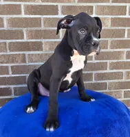 Jim, a male Boxer for sale in Grabill, IN – 8 of 8