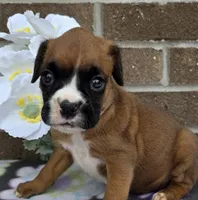 Sweetie,  white tip, a female Boxer for sale in Grabill, IN – 2 of 4