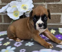 Sweetie,  white tip, a female Boxer for sale in Grabill, IN – 1 of 4