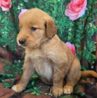 Krista, a female Golden Retriever for sale in Grabill, IN – 3 of 4