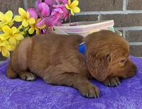Bingo, a female Golden Retriever for sale in Grabill, IN – 2 of 4