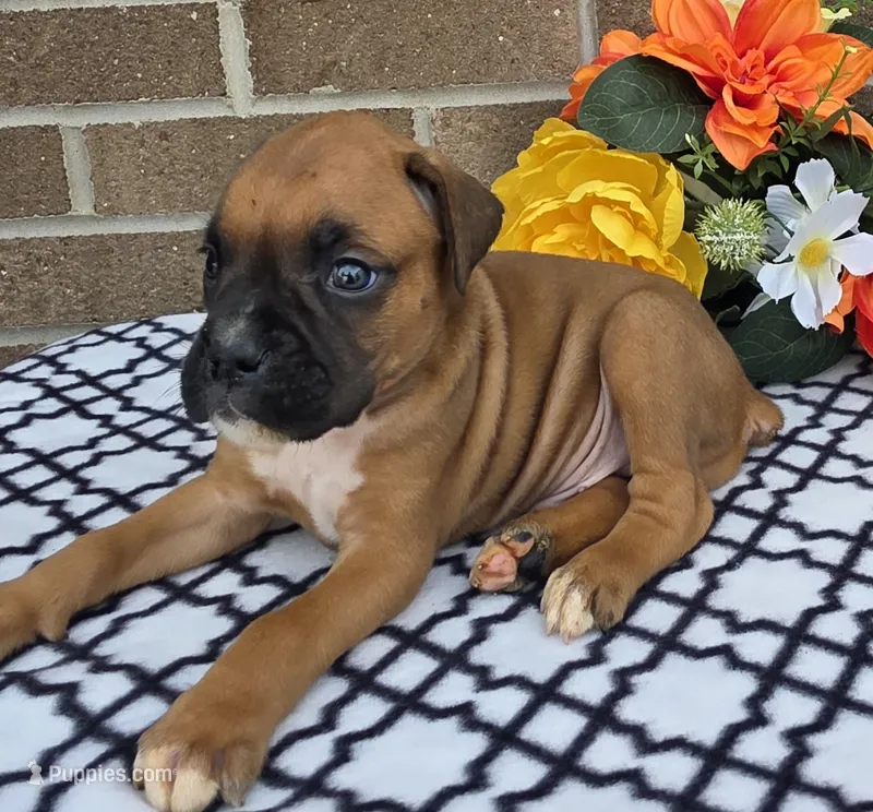 Blacktippy – Boxer puppy for sale in Grabill, IN