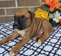 Blacktippy, a female Boxer for sale in Grabill, IN – 1 of 4