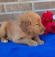 Rocky, a male Golden Retriever for sale in Grabill, IN – 3 of 4