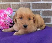 Kara , a female Golden Retriever for sale in Grabill, IN – 4 of 4