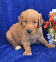 Jayden, a male Golden Retriever for sale in Grabill, IN – 1 of 3