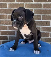 Tony, a male Boxer for sale in Grabill, IN – 8 of 9