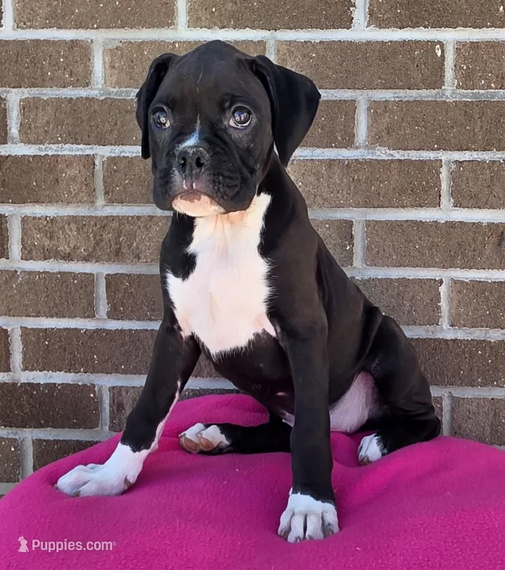 Sally – Boxer puppy for sale in Grabill, IN