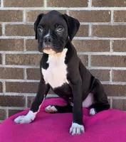 Sally, a female Boxer for sale in Grabill, IN – 1 of 9
