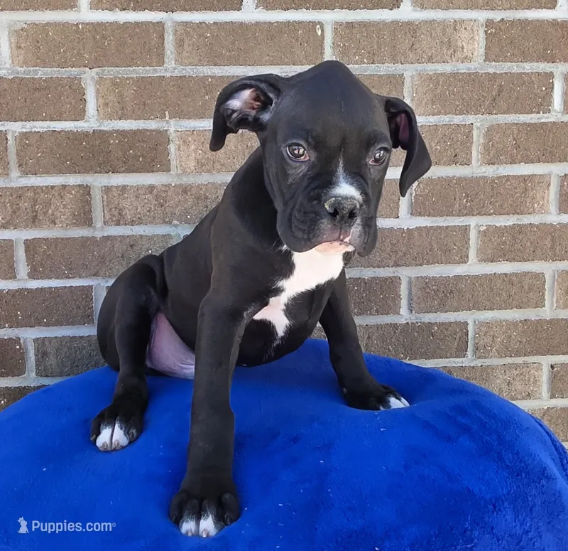 Jim – Boxer puppy for sale in Grabill, IN