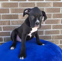 Jim, a male Boxer for sale in Grabill, IN – 1 of 8