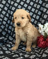Solomon , a male Golden Retriever for sale in Grabill, IN – 2 of 3