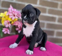 Sally, a female Boxer for sale in Grabill, IN – 2 of 6