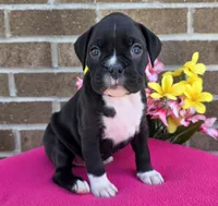 Sally, a female Boxer for sale in Grabill, IN – 4 of 6