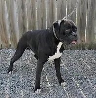 Sally, a female Boxer for sale in Grabill, IN – 5 of 6
