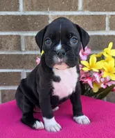 Sally, a female Boxer for sale in Grabill, IN – 3 of 6