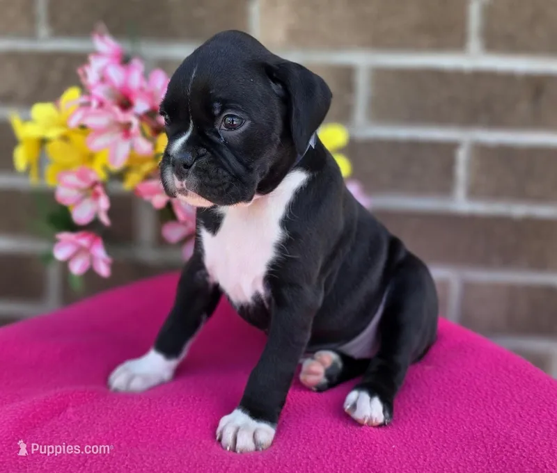 Sally, a female Boxer for sale in Grabill, IN – 1 of 6