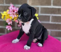 Sally, a female Boxer for sale in Grabill, IN – 1 of 6