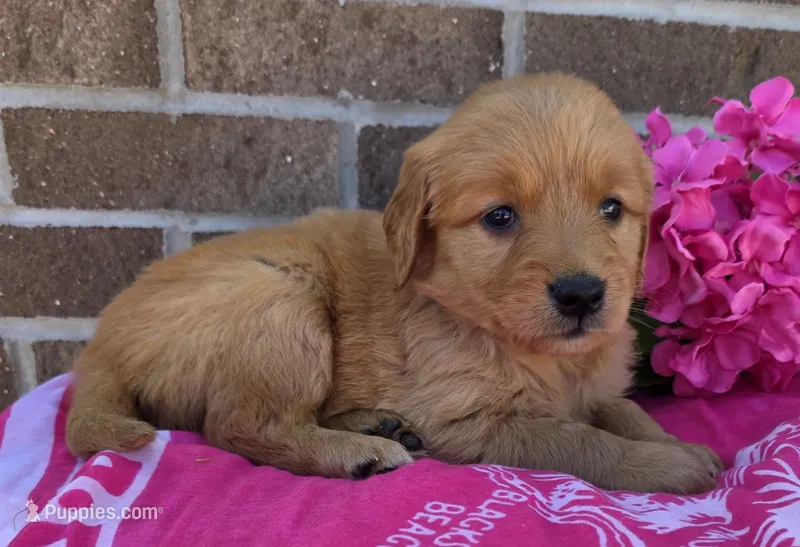 Julie – Golden Retriever puppy for sale in Grabill, IN