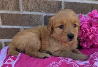 Julie, a female Golden Retriever for sale in Grabill, IN – 1 of 4