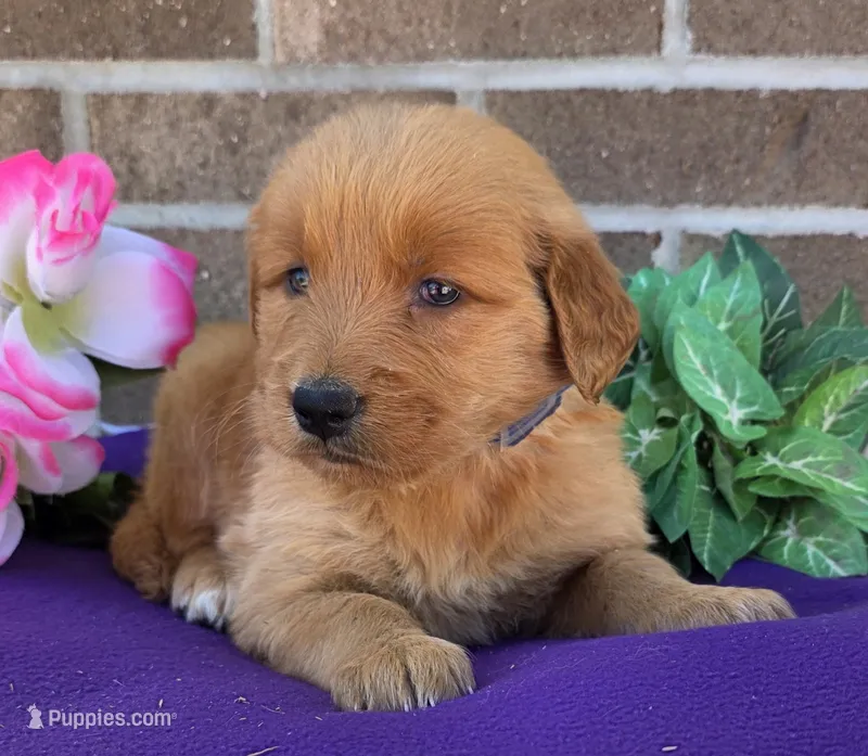 Kara  – Golden Retriever puppy for sale in Grabill, IN