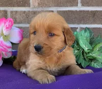 Kara , a female Golden Retriever for sale in Grabill, IN – 1 of 4
