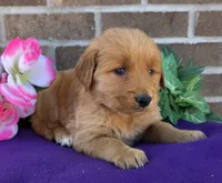 Kara , a female Golden Retriever for sale in Grabill, IN – 2 of 4