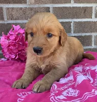 Julie, a female Golden Retriever for sale in Grabill, IN – 3 of 4