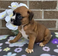 Sweetie,  white tip, a female Boxer for sale in Grabill, IN – 4 of 4