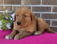LaRose, a female Golden Retriever for sale in Grabill, IN – 3 of 4