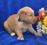 Jayden, a male Golden Retriever for sale in Grabill, IN – 3 of 3