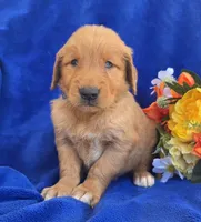 Jayden, a male Golden Retriever for sale in Grabill, IN – 2 of 3