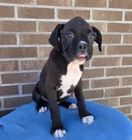 Tony, a male Boxer for sale in Grabill, IN – 9 of 9