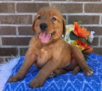 Lyle, a male Golden Retriever for sale in Grabill, IN – 4 of 4