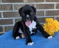 Tony, a male Boxer for sale in Grabill, IN – 3 of 6