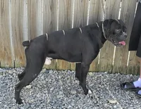 Tony, a male Boxer for sale in Grabill, IN – 2 of 6