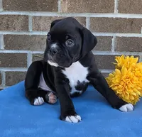 Tony, a male Boxer for sale in Grabill, IN – 6 of 6