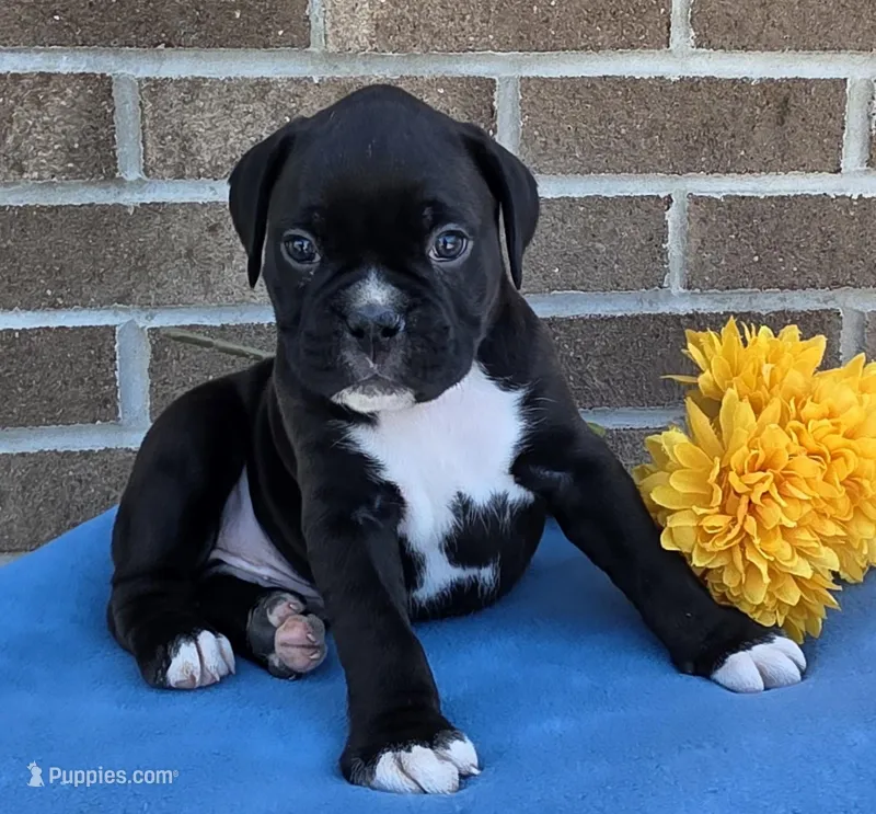 Tony – Boxer puppy for sale in Grabill, IN