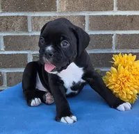 Tony, a male Boxer for sale in Grabill, IN – 4 of 6