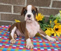 Spike, a female Boxer for sale in Grabill, IN – 3 of 4