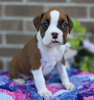 Sue, a female Boxer for sale in Grabill, IN – 2 of 6