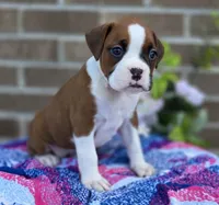 Sue, a female Boxer for sale in Grabill, IN – 4 of 6