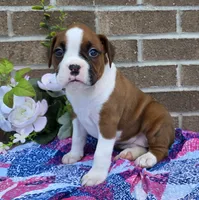 Sue, a female Boxer for sale in Grabill, IN – 1 of 6