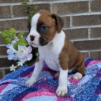 Sue, a female Boxer for sale in Grabill, IN – 3 of 6