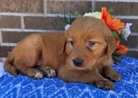Lyle, a male Golden Retriever for sale in Grabill, IN – 3 of 4