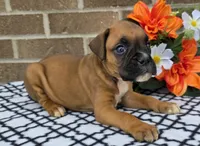 Blacktippy, a female Boxer for sale in Grabill, IN – 3 of 4