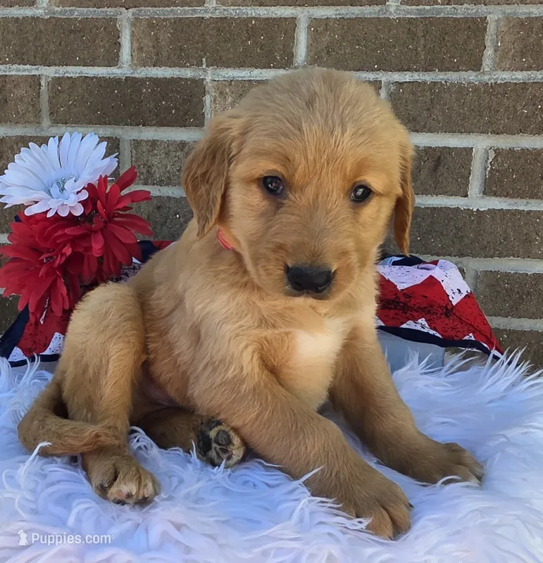 David – Golden Retriever puppy for sale in Grabill, IN